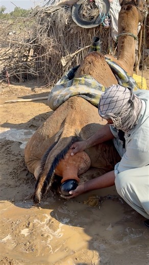 إخراج الماء الداكن من الجمل بعد تبريده لتخفيف الحر
