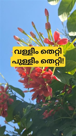 ഒരു കുലയിൽ പല പൂക്കൾ! Rangoon Creeper Combretum indicum | Chinese Honeysuckle Plant Facts Shorts