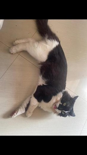 猫肉怎么做好吃？#猫咪