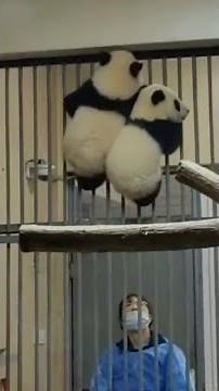 Nanny: how did two panda babies climb so high? 😍