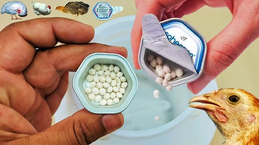 19K views · 1.3K reactions | Sphereon Technology Vaccinations | Ma5+Clone 30 | ND | IB | Vaccination Made Easy | Dr. ARSHAD | Dr. Arshad Veterinary Clinic | Facebook