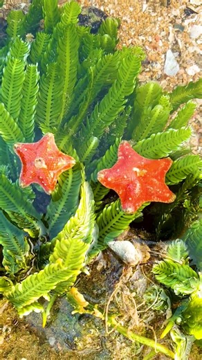 Colorful Starfish in the Ocean ⭐
