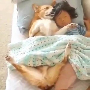 Protect Animals Worldwide | The Black Jaguar-White Tiger Foundation