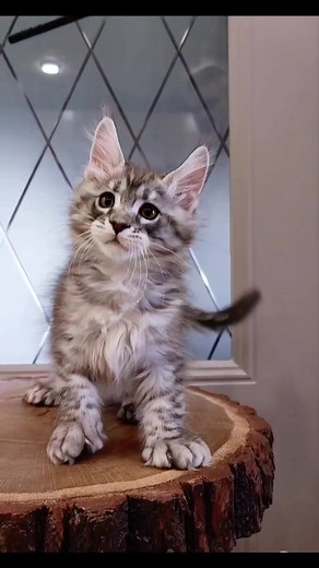 👍Big guy with perfect poly paws🐾 ⚓️FG Nelson🌪 2 months old #mainecoon #polidactylcat #kittenmainecoon #silvermainecoon #mainecooncatlover #kitten #blacksmokemainecoon #mainecoonkitten | Елена Нарышкина