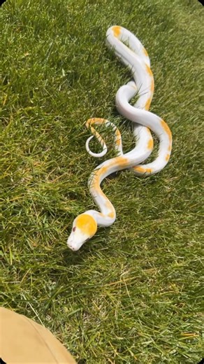 Wesley Jessen | Should I do more videos with sunflower outside? #retic #reticulatedpythonsofinstagram #reticulatedpython #piedretic #pied #python #pythons... | Instagram