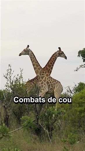 4 faits surprenants sur le cou de la girafe à découvrir ! #girafe