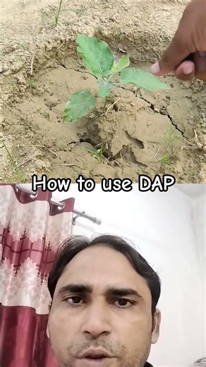how to use DAP fertilizer. #garden #gardening #farming #dapfertilizer #gardentips