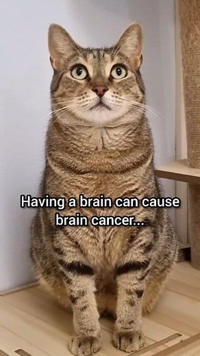 21K views · 418 reactions | You're safe  | Winter Cat | Facebook