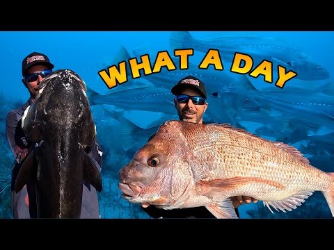 CATCHING BIG SNAPPER & COBIA | Underwater footage of a massive school of jewfish and mangrove jack.
