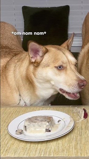 Dogs Eating Ice Cream Cake Is Pure Funny 😂🐶 | Birthday Sneak Peek #CuteDogs #DogBirthday