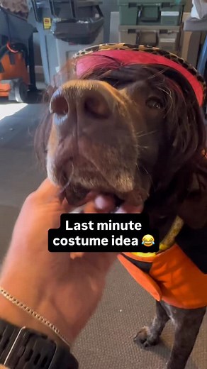 6.9K views · 506 reactions | Last minute costume idea  • • • You shouldn’t ever put wigs onto your dogs because they might end up becoming Divas lol . . #funnydogvideos #gsp #halloween #costume #wigs #puppy | Justin Floyd | Facebook
