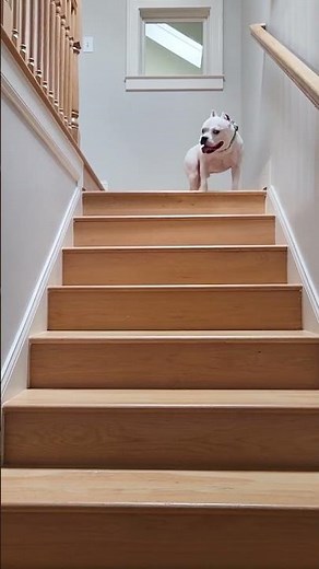 Dog hops up the stairs on all fours like a RABBIT | SWNS