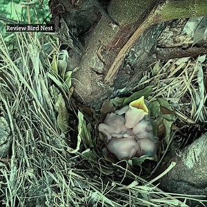31K views · 659 reactions | Myna bird a very intelligent and she is feeding her babies | Review Bird Nest | Facebook