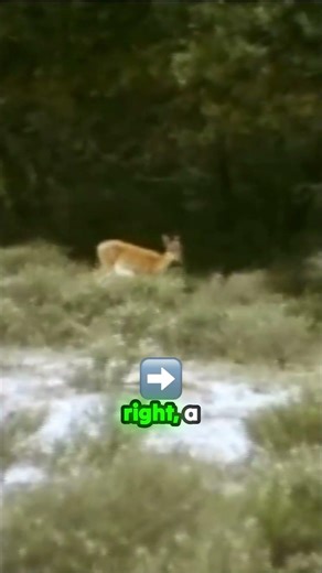 Pro Hunting Tip: Walking Through Open Woods