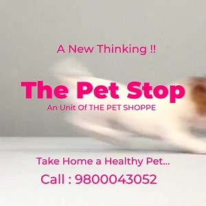 24K views · 24 reactions | Coming up... " THE PET STOP Kennel " We will do instant test for Parvo virus infront of you at no extra cost and then hand over the puppies !!! Take Home A Healthy Puppy  | The PET Shoppe Siliguri | Facebook