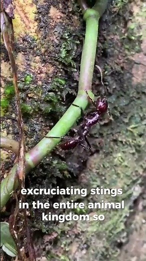 The Ant With the Most Painful Sting on Earth