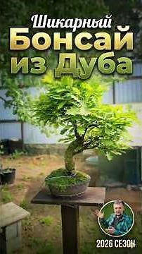 Stunning Oak Bonsai: Structural Breakdown 🌿 | Oak Bonsai 2026