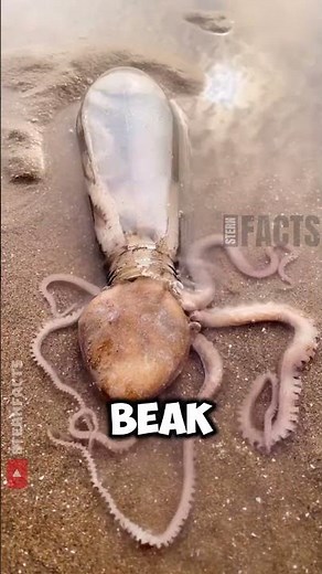 Incredible Octopus Escapes Through Tiny Bottle 🐙