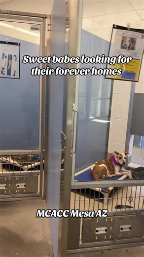 All these sweeties need a home!! 🏠 They just want a other chance ❤️‍🩹 They’re located at @MaricopaPets Mesa location #azdogs #azadoptabledogs #dogsofarizona #azdogshelter