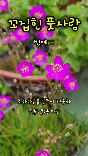 #빈예서#꼬집힌풋사랑#남인수 원곡 1938년발표곡#트롯챔피언#박시춘 작곡#조명암 작사#트로트#트로트순위