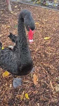 Brave black swan parents protecting their family