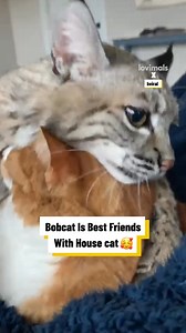 Bobcat Is Best Friends With House Cat 🥰 😽 #fblifestyle | Lovimals