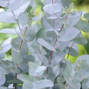 Eucalyptus gunnii - Alchetron, The Free Social Encyclopedia