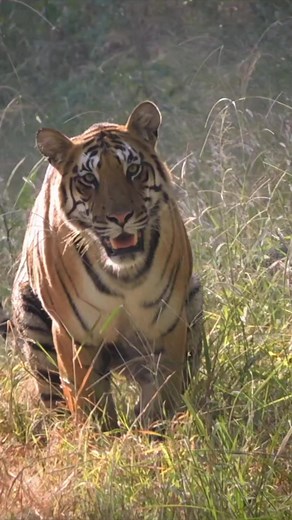 15K views · 452 reactions | Pench Tiger Reserve Female Tigerss Turiya zone #wildlifeaddicts #morningvibes #wildlife_shots #animal #naturelovers #wildlifephotography #wildphoto #wildlife_perfection #instagood #wild | Durgesh Sonwane Pench | Facebook
