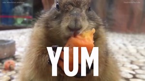 These squirrels eating in slow motion will brighten up your day