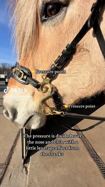 Understanding Hackamore Bridles for Better Control