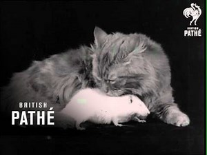 Cat adopts a white rat like its own child (1934 footage)