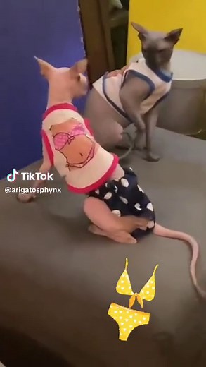 BIKINI SEASON!👙Bikini Cat Fight! #catfight #bikiniseason #funny #catsoftiktok #sphynx #catslap #exoticpets