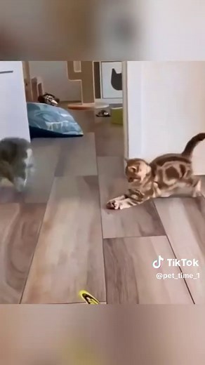 Funny Kitten Plays with Toy: Cute Cat Comedy Clip