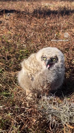 Baby Great Horned Owl Rescued at Sanctuary