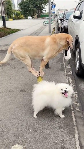Dog's HMPH Moment: Master Teaches Apprentice the Dragging Trick