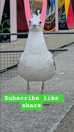 #115 Smart seagull searching for the partner