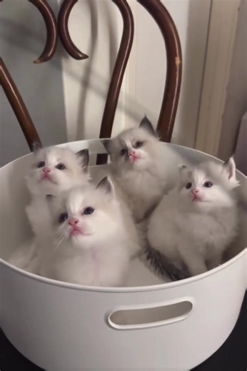 Lovely ragdoll kittens #ragdollkittensoftiktok