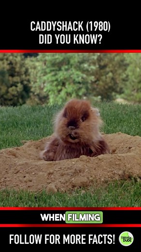 Gotta love a Ramis story! #caddyshack #caddyshackmovie #caddyshack1980 #chevychase #billmurray #briandoylemurray #rodneydangerfield #haroldramis #tedknight #cindymorgan #80scomedies #80smovies #80smovie #scottneumyer #didyouknowthis #didyouknowthat #movietrivia #triviadude | Scott Neumyer