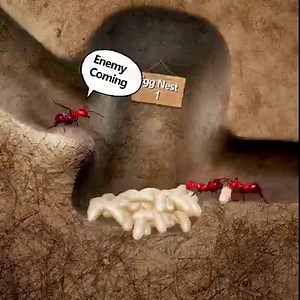 1K views · 10K reactions | Explore The Underground World | The Ants: Underground Kingdom | Facebook