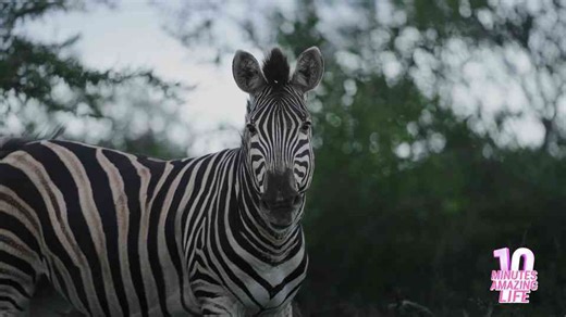 Zebra Safari in Africa