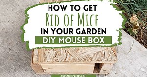 The Magical Mouse Box - Our Stoney Acres