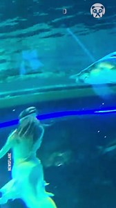 Mermaid gets bitten by giant fish in aquarium | Science, Tech and Universe