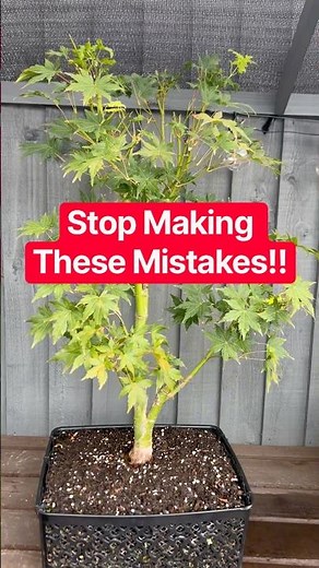 Stop Making This Japanese Maple Mistake!🍁