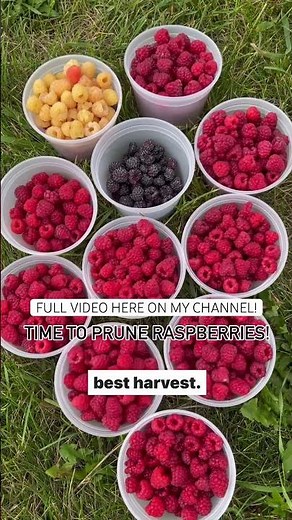 (FULL VIDEO POSTED!) ✂️🩷 How to prune raspberries of all types!