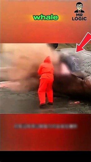 Why Do Whales Explode? #shorts #whale #WhaleExplosion #intrestingfacts