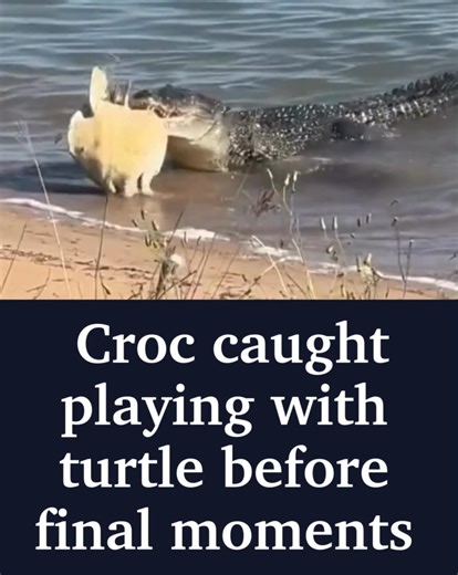 561K views · 515 reactions | A large saltwater crocodile has dragged a sea turtle flailing in the sea before devouring it on the banks of a regional Queensland town.  Full story, video:  https://bit.ly/4jlOMD2 | QT - The Queensland Times | Facebook