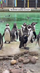 50K views · 780 reactions | today’s key is hidden strictly out of bounds  #adventcalendar #keyquest • thank you to Alex & Jess at ZSL London Zoo! • (this is the advent calendar that my sister made me last year, which i posted before on instagram & tiktok but not on here - i'm doing another one in 2025, so if you enjoyed this please follow me to see the next instalment!) happy christmas  | Jacob Rickard | Facebook