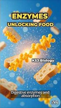 From Bread to Energy: How Enzymes Work