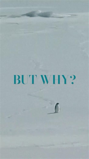 BUT WHY? ...because CHRIST #shorts #orthodox #orthodoxy #jesuschrist