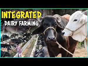 Integrated Cow and Buffalo Farming | Integrated Dairy farming System